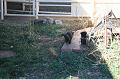 20081029 Alpacas 005